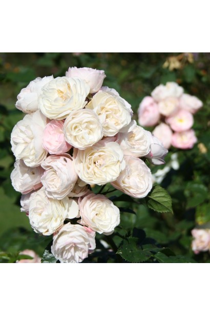 Троянда мускусна Bouquet Parfait 